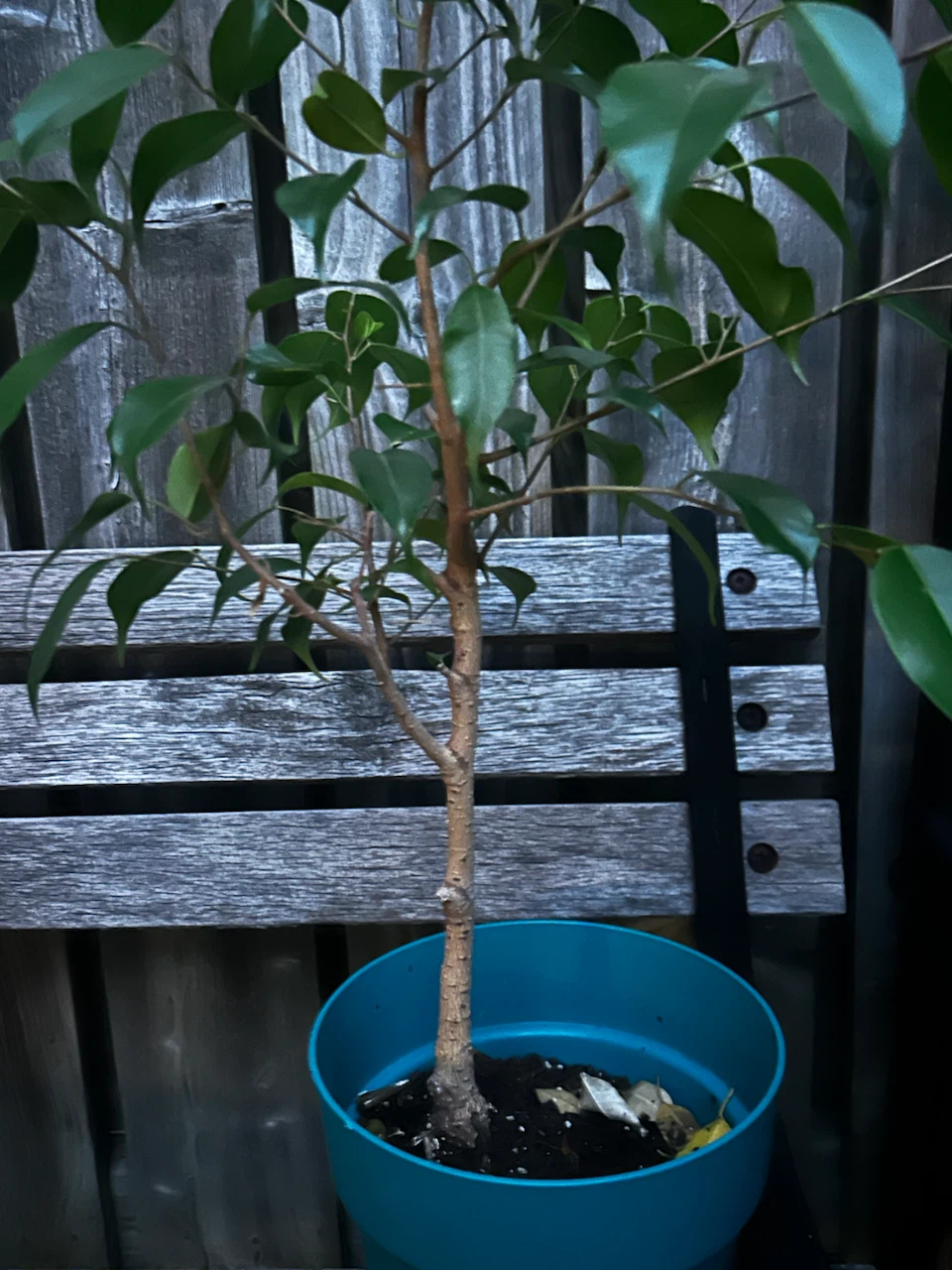 Ficus Benjamina houseplant in blue pot - photo 2