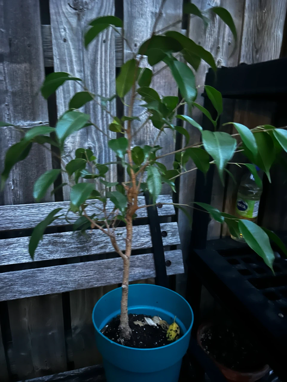 Ficus Benjamina houseplant in blue pot - photo 3