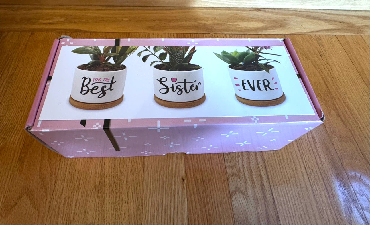 NEW 3 succulent planter pots