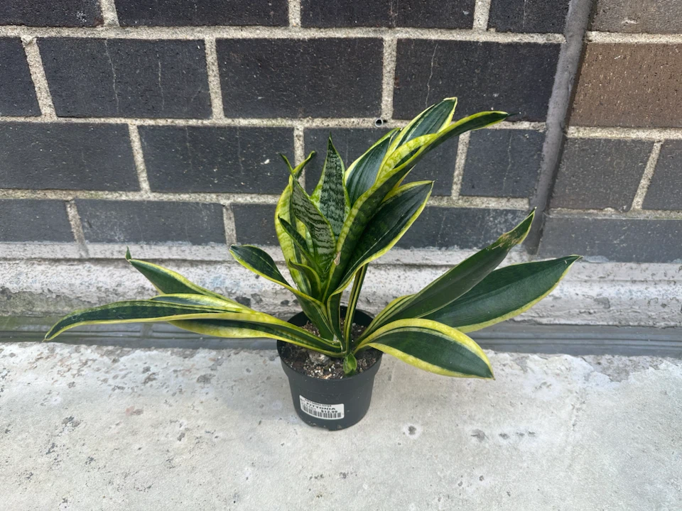 4” Sansevieria Trifiasciata Snake Plant