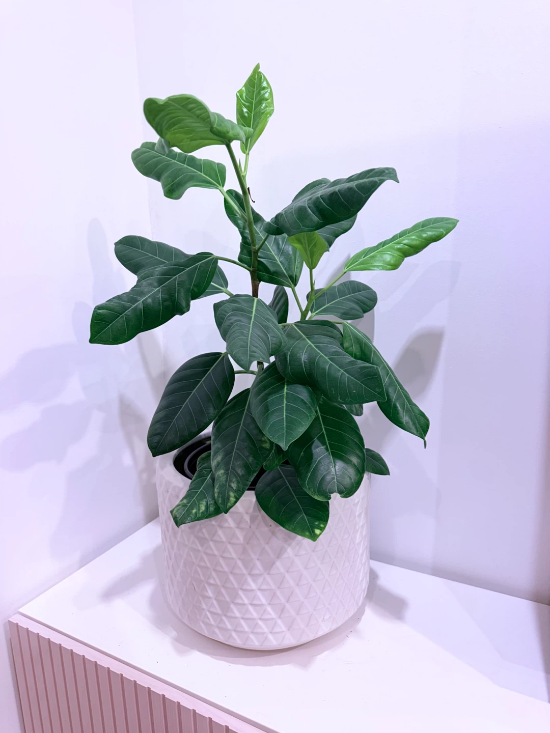 Two Houseplants