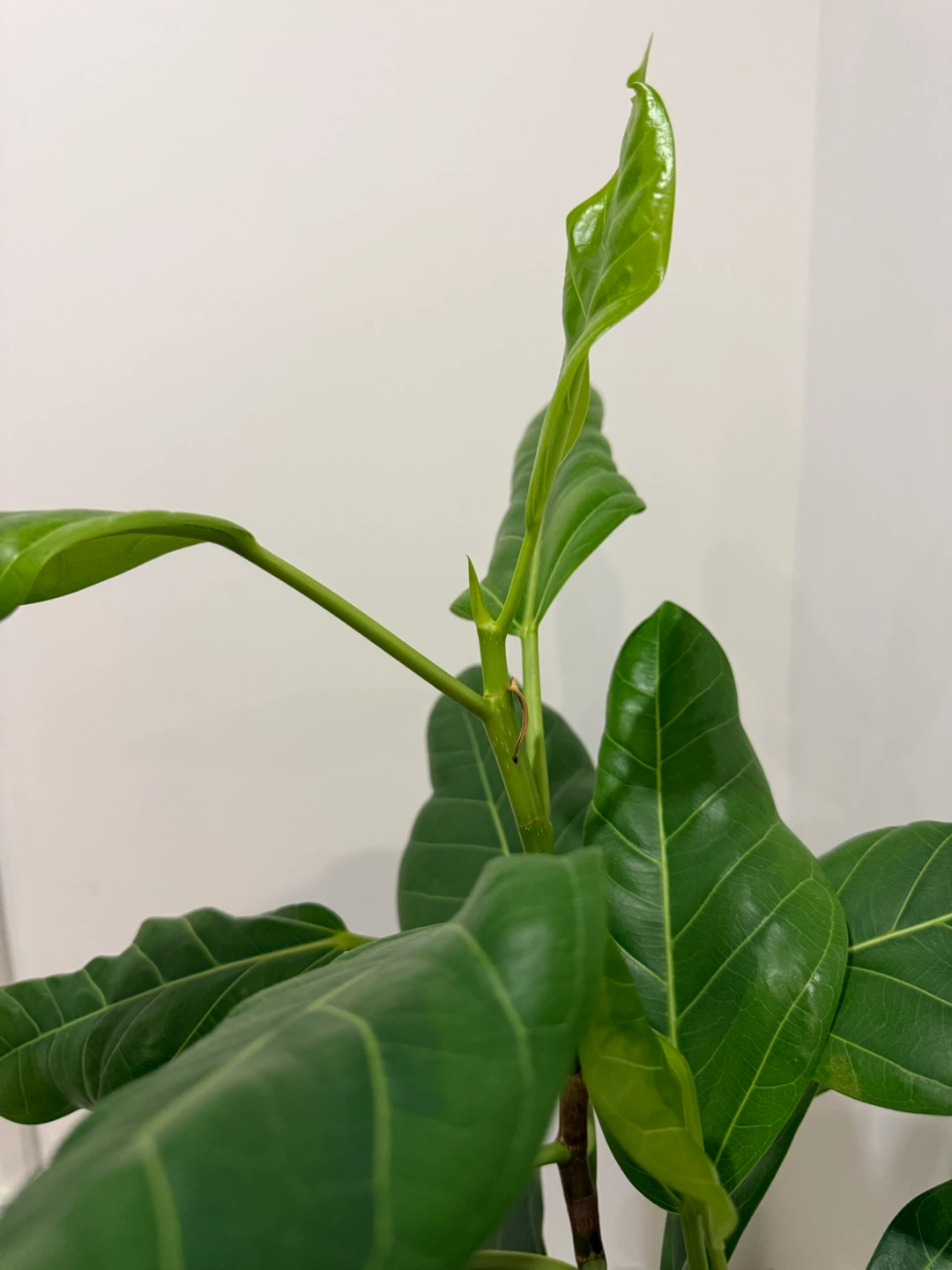 Two Houseplants - photo 2