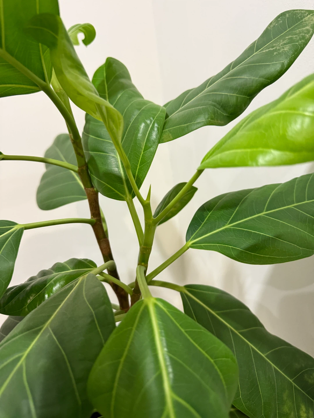 Two Houseplants - photo 3