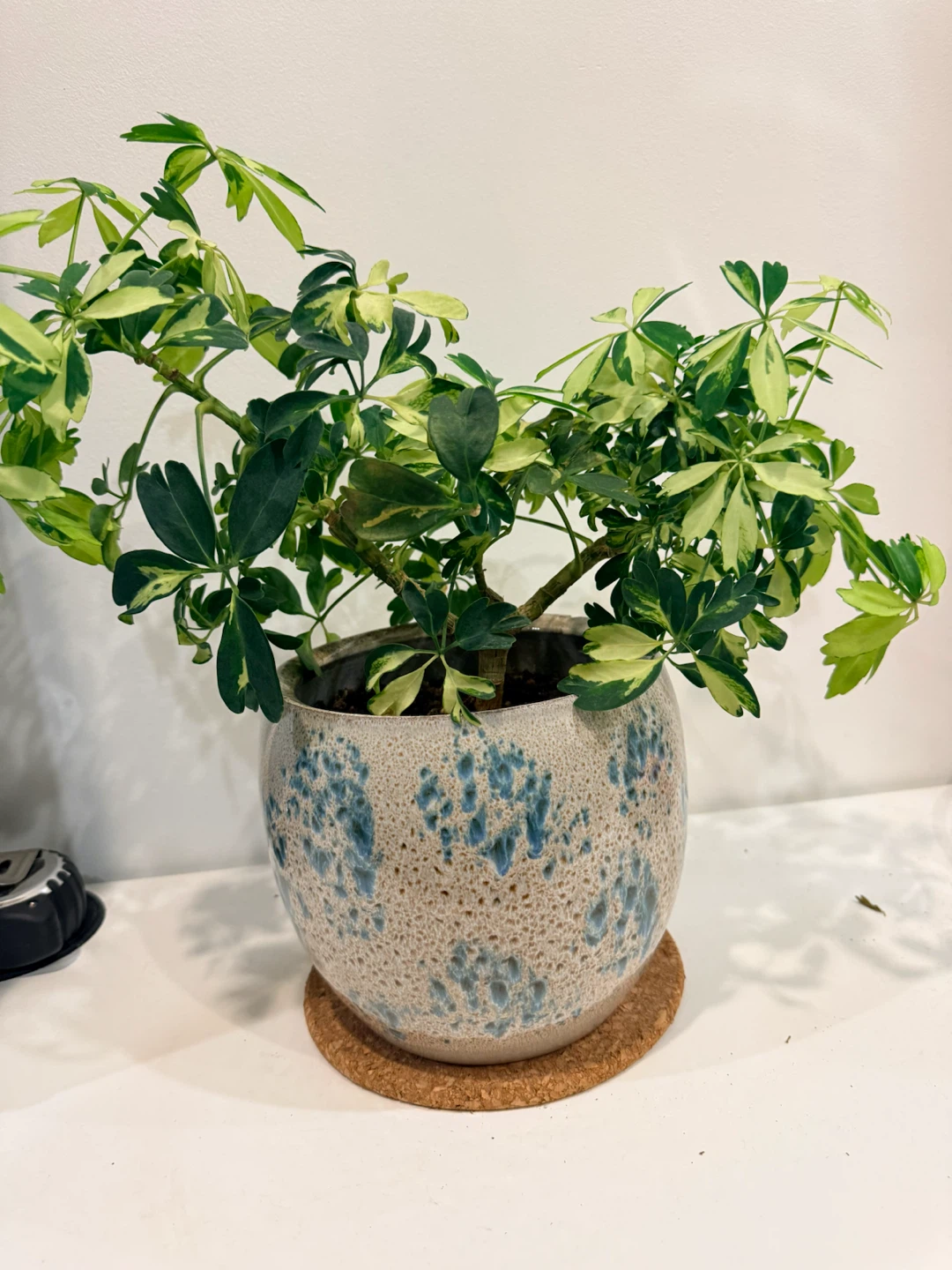 Two Houseplants - photo 4