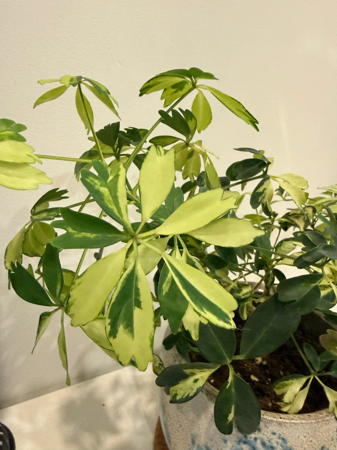 Two Houseplants - photo 5