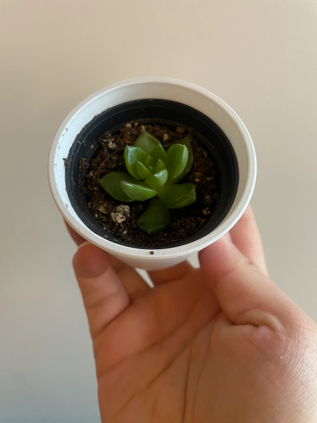 Echeveria succulent in white pot