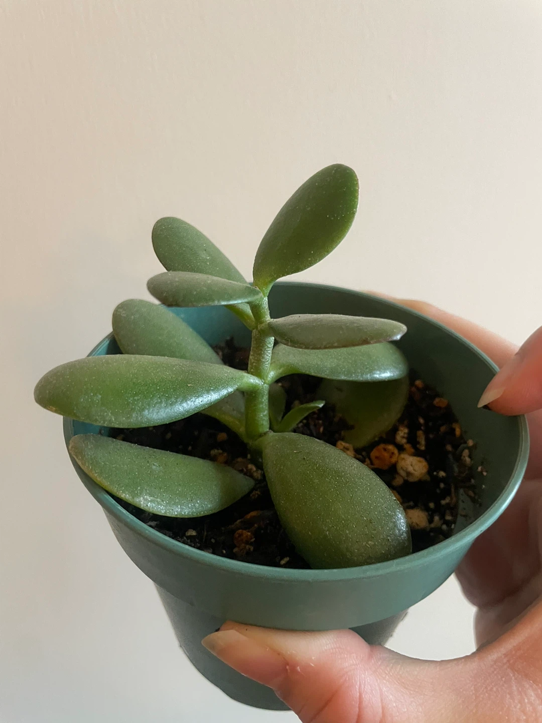 Small Jade Plant