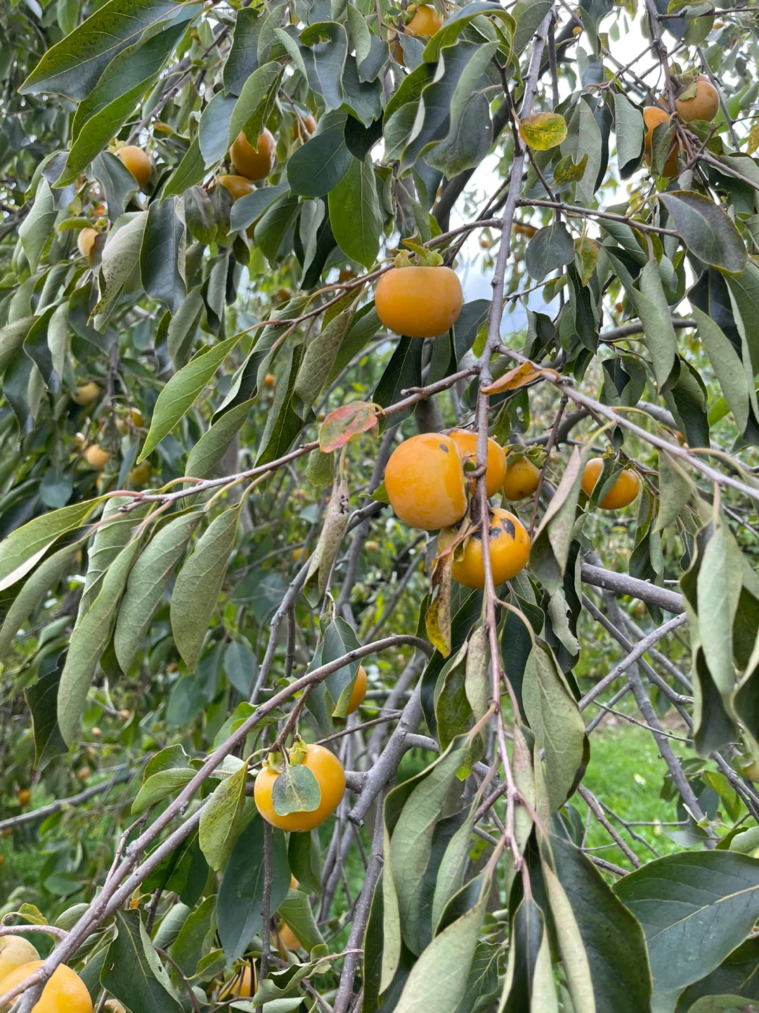 Fresh Persimmons