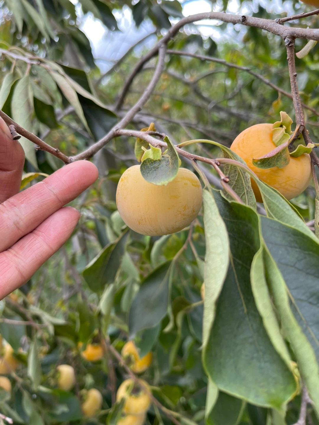 Fresh Persimmons - photo 2
