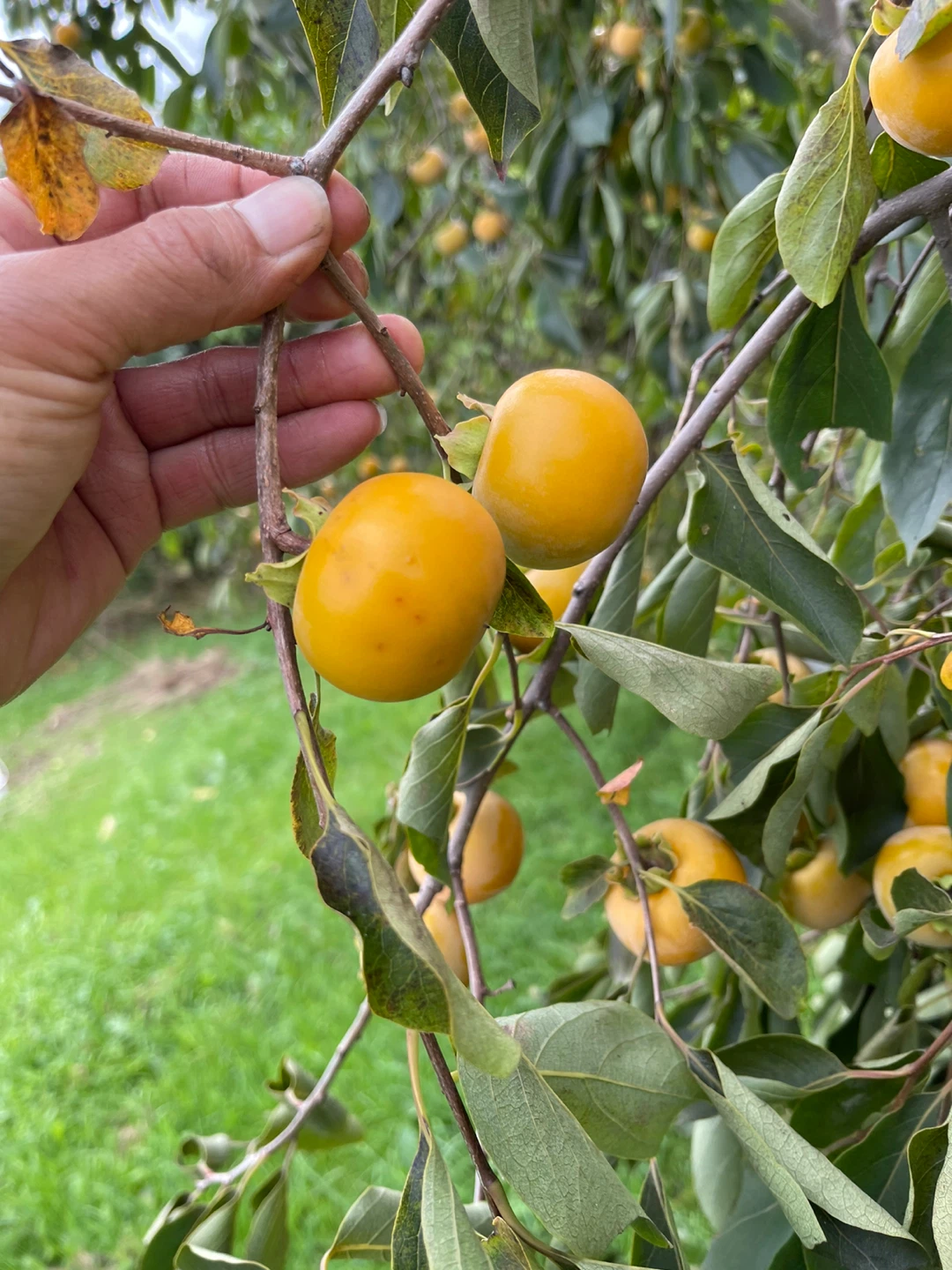 Fresh Persimmons - photo 3