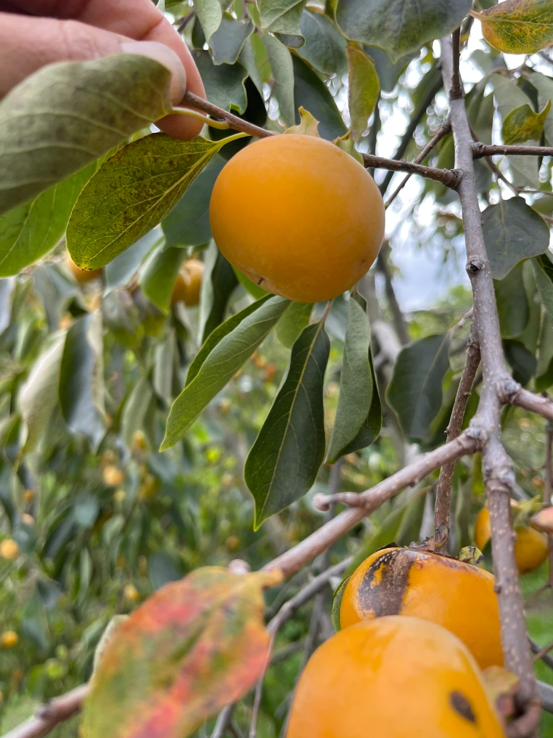 Fresh Persimmons - photo 4