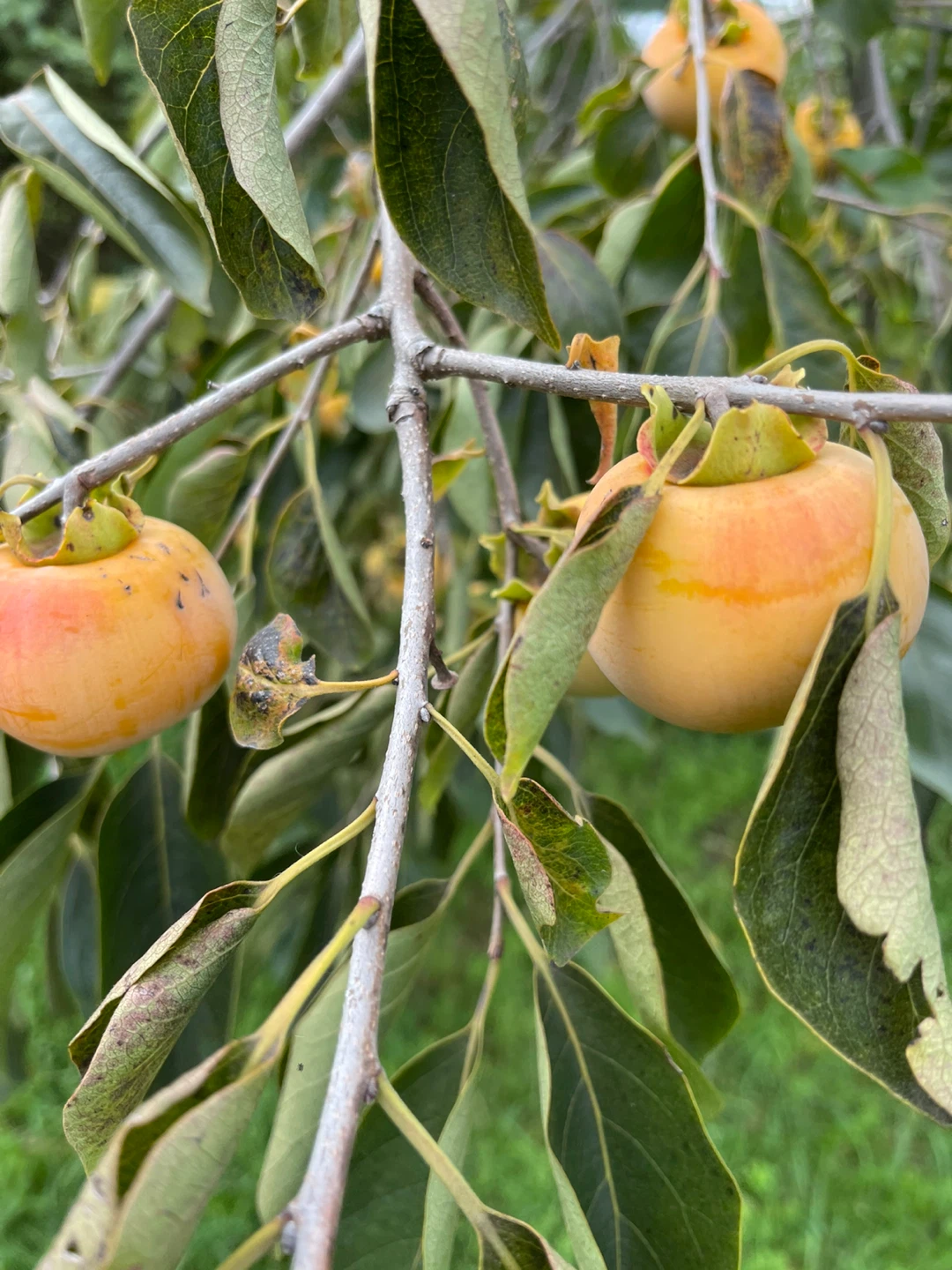 Fresh Persimmons - photo 5