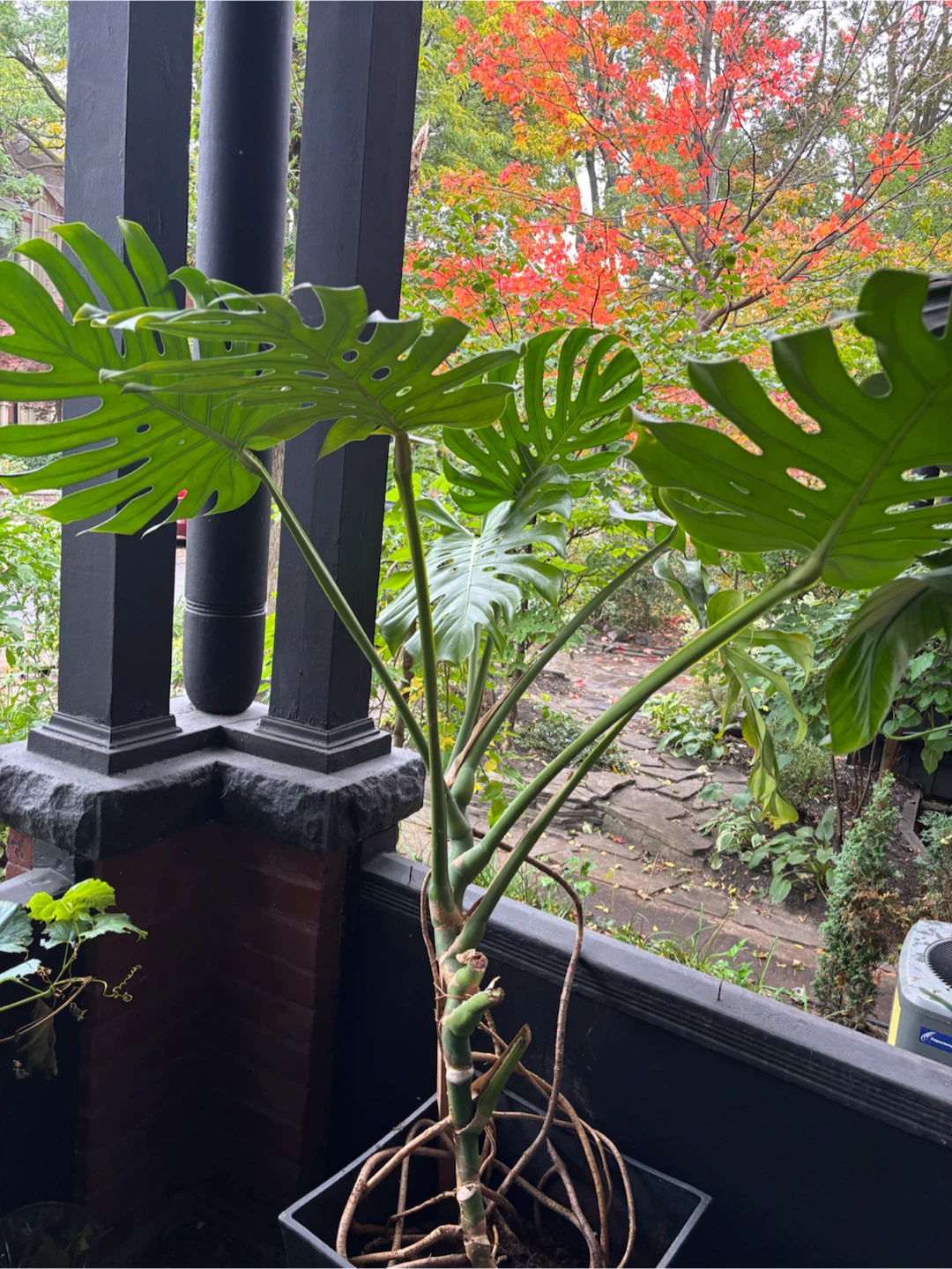 Large Monstera Deliciosa Houseplant