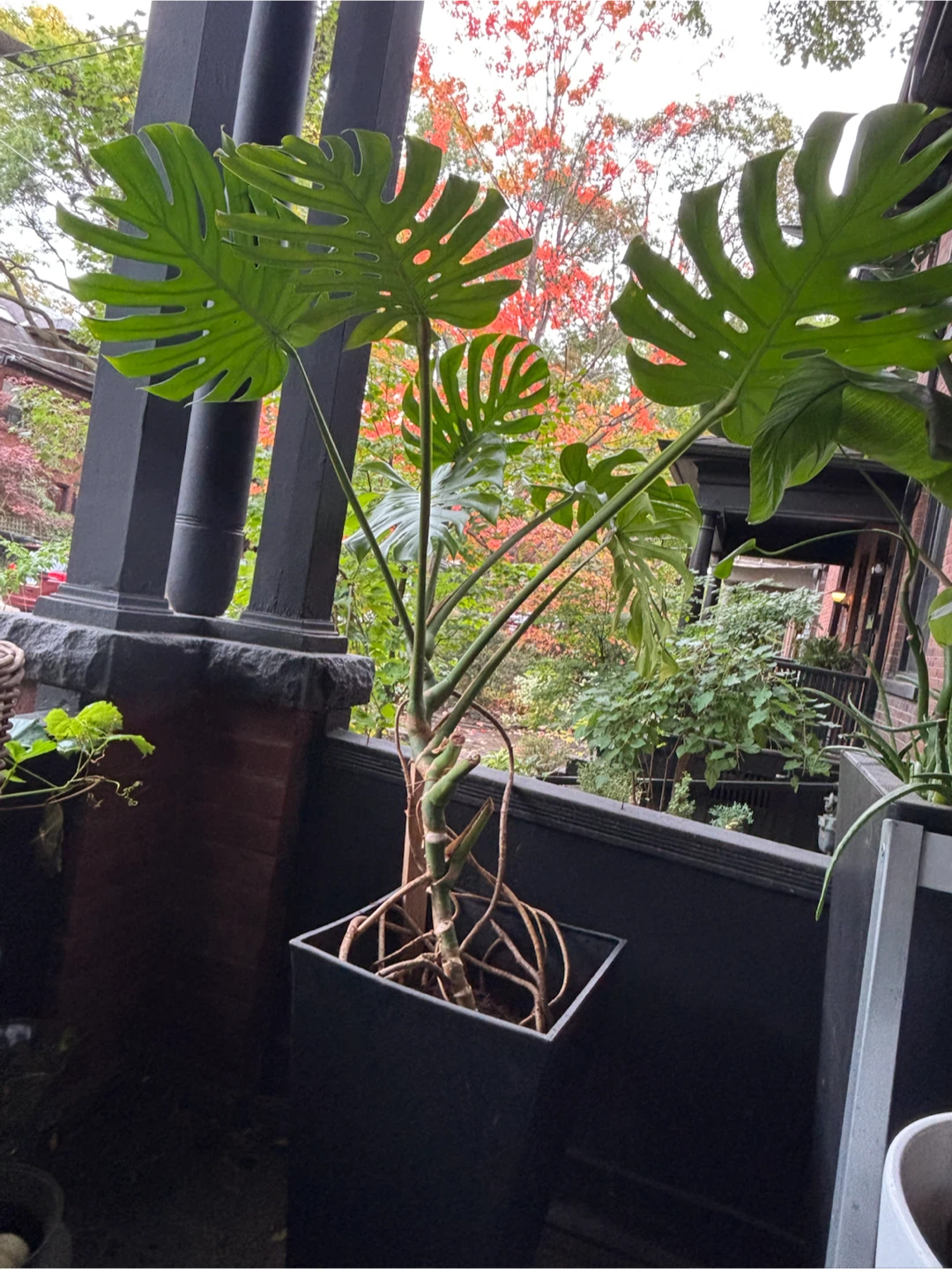 Large Monstera Deliciosa Houseplant - photo 2