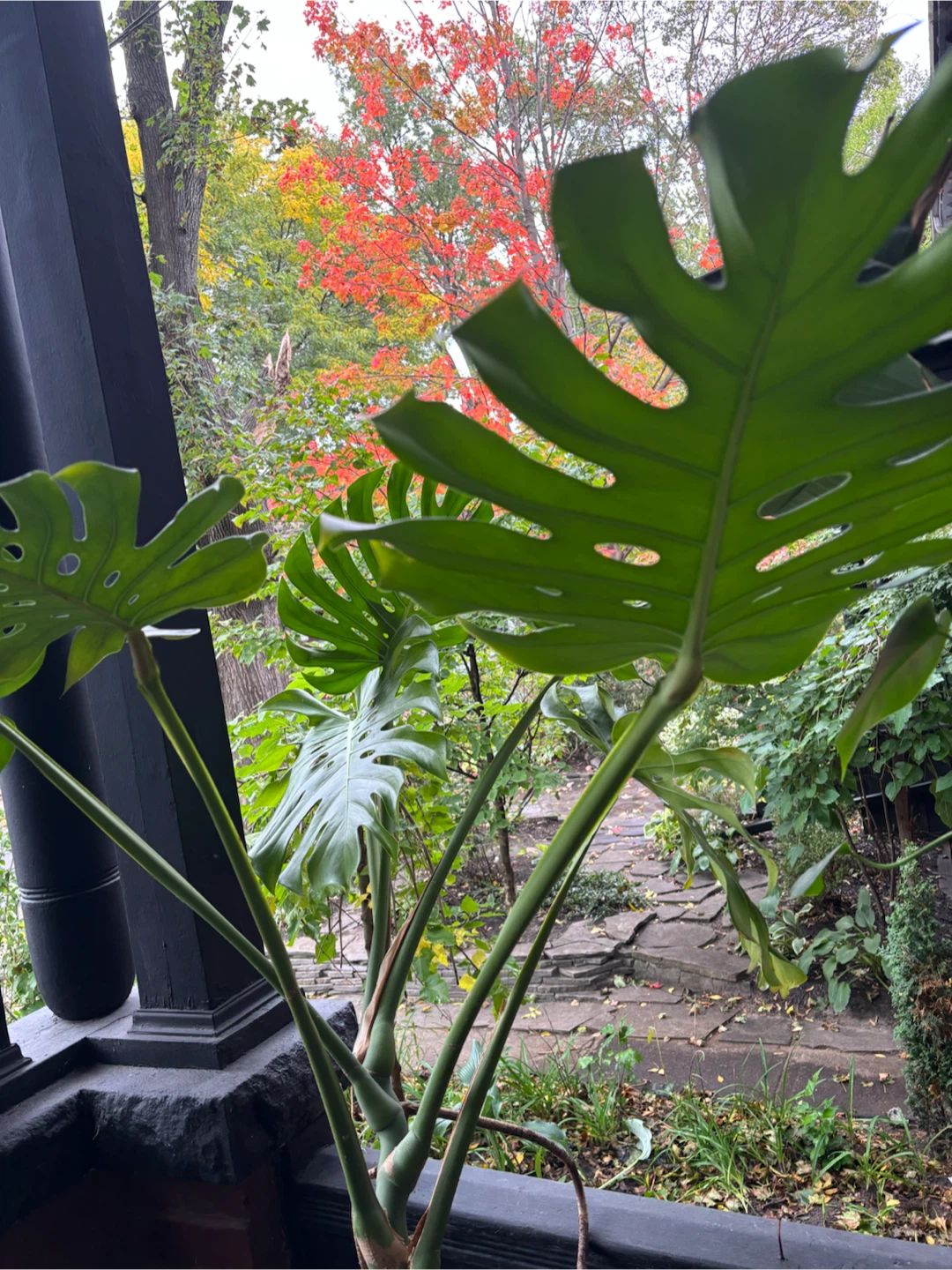Large Monstera Deliciosa Houseplant - photo 3