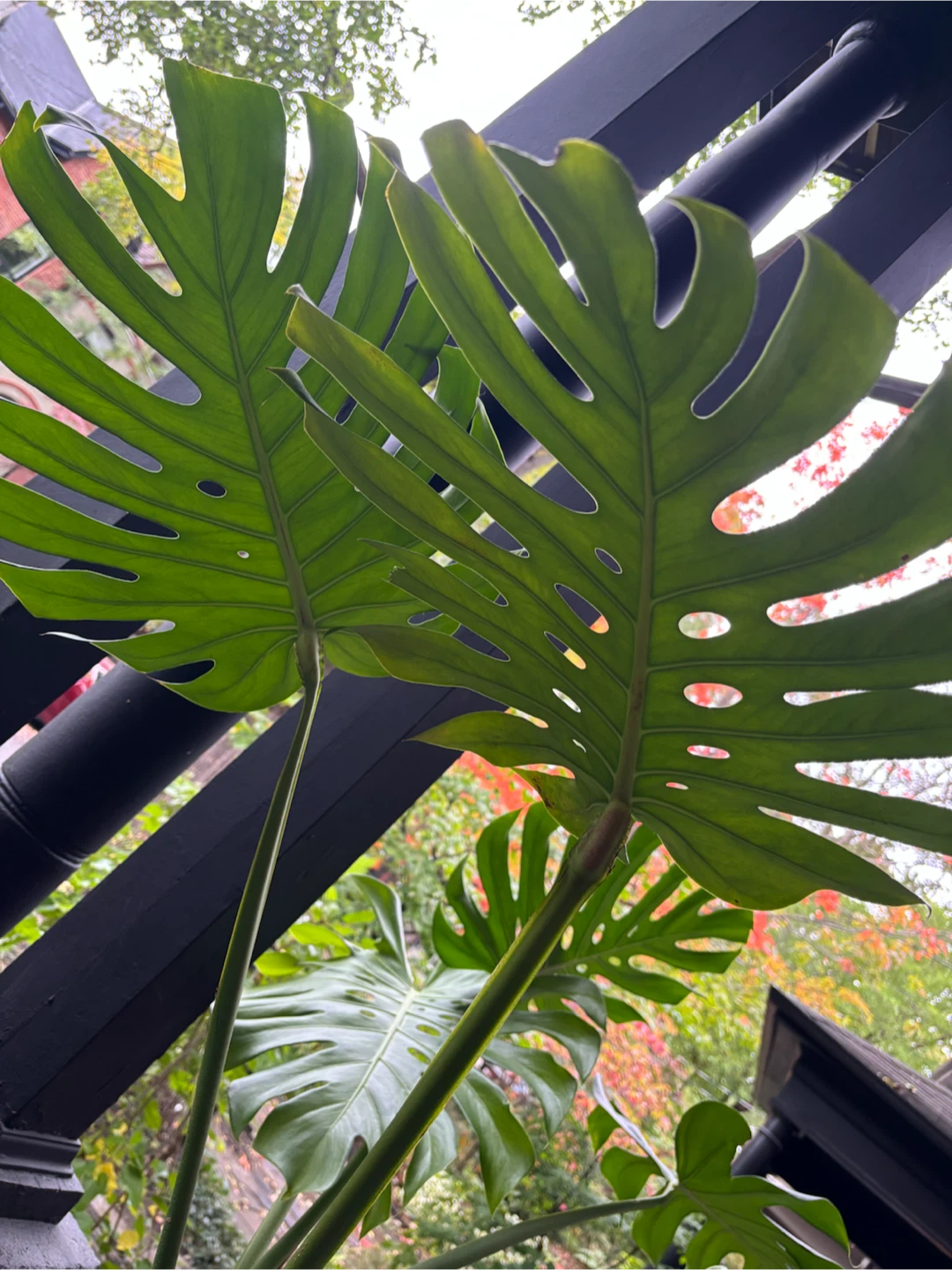 Large Monstera Deliciosa Houseplant - photo 4