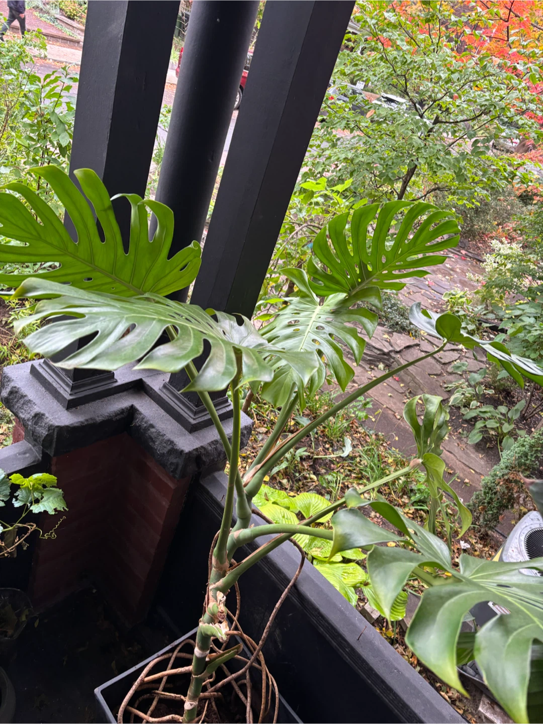 Large Monstera Deliciosa Houseplant - photo 5