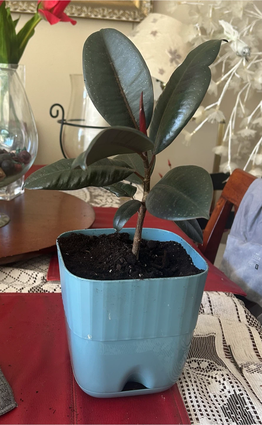 Rubber Plant in Blue Pot