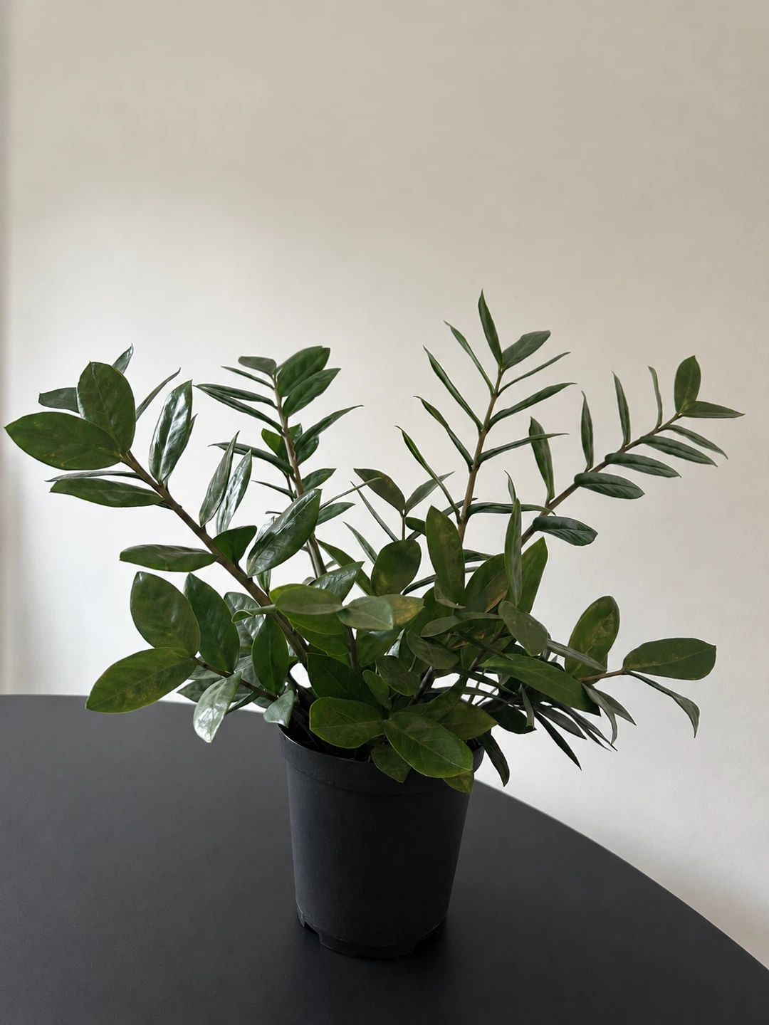 ZZ Plant in Black Pot 6”