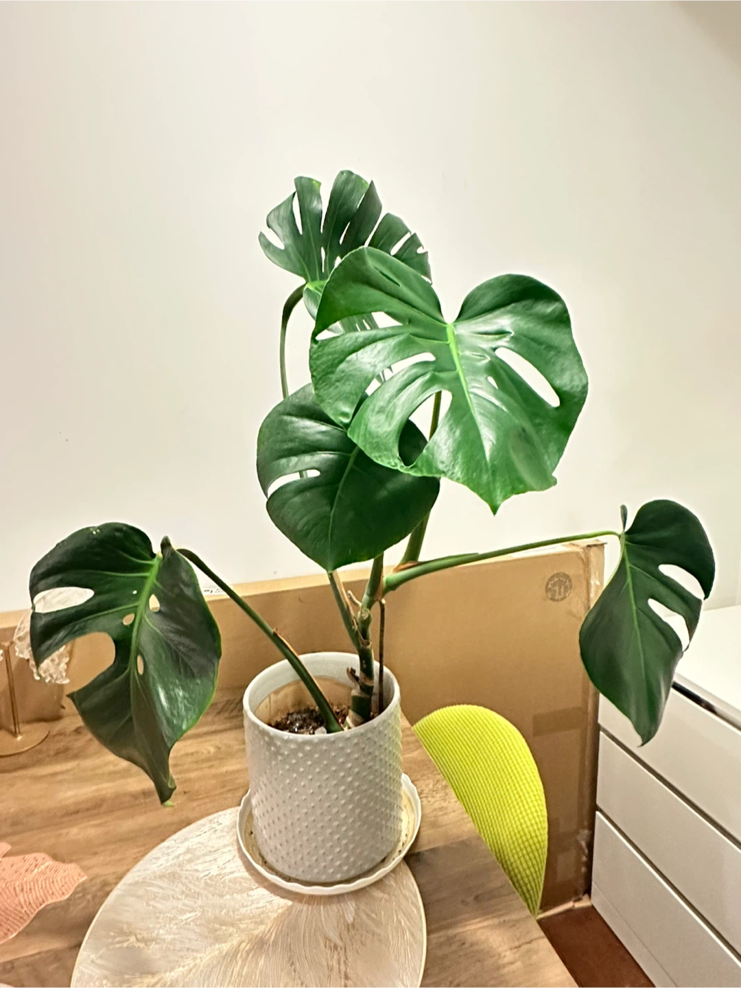 Monstera Deliciosa Plant in Textured Pot