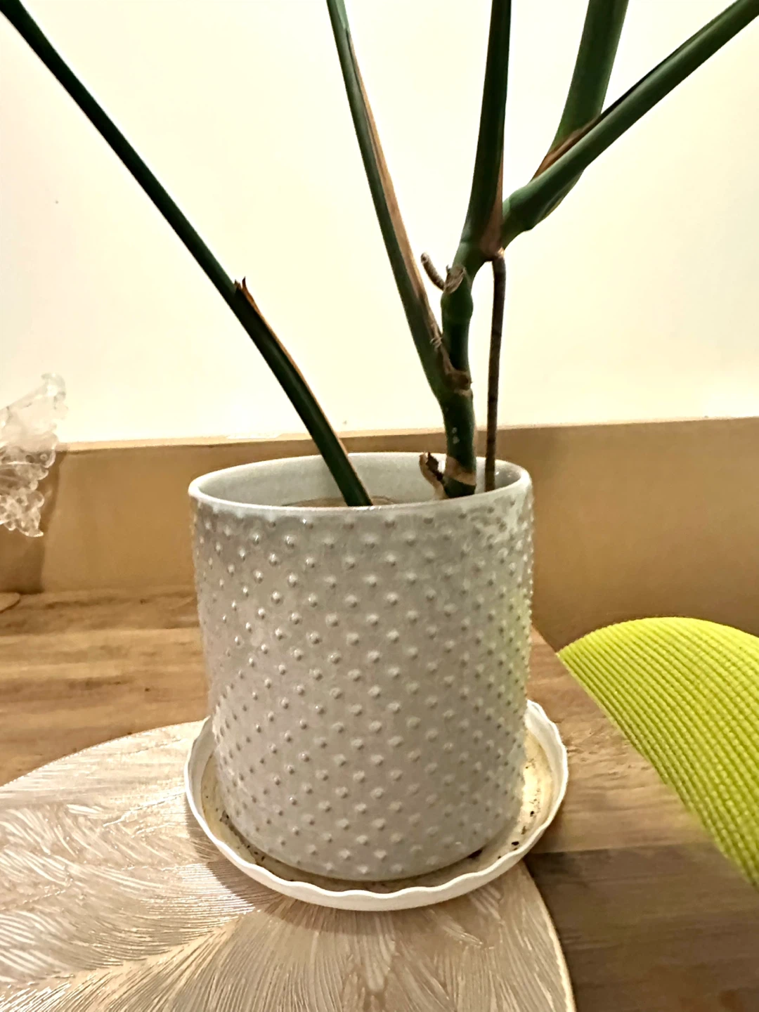 Monstera Deliciosa Plant in Textured Pot - photo 2