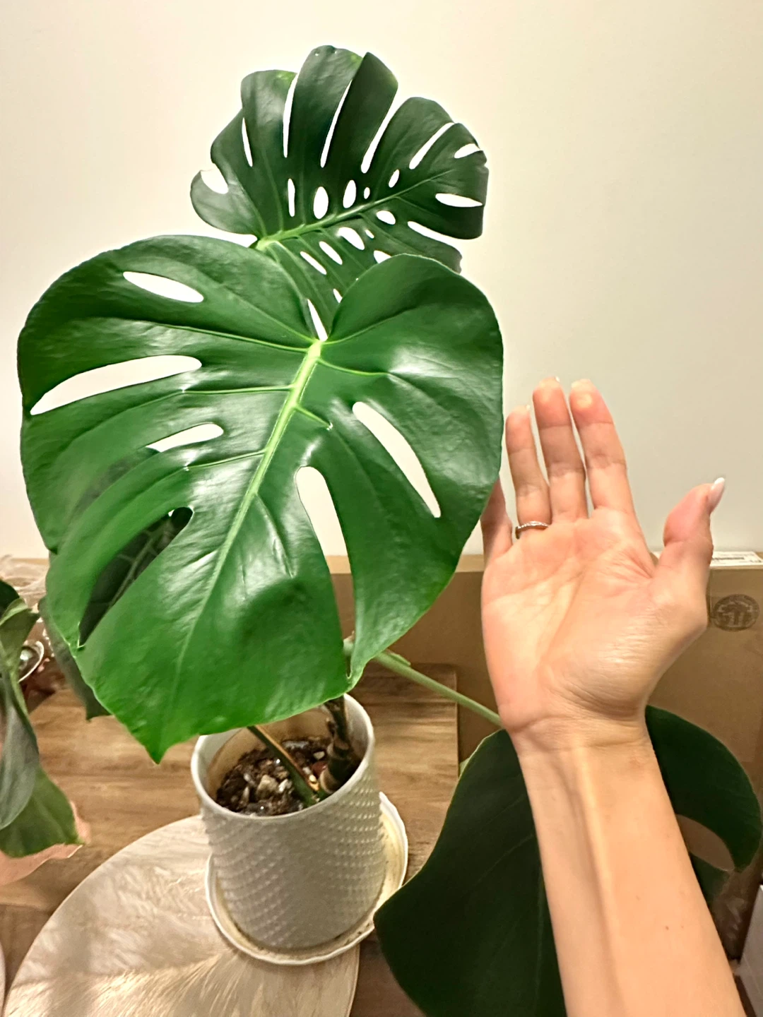 Monstera Deliciosa Plant in Textured Pot - photo 4