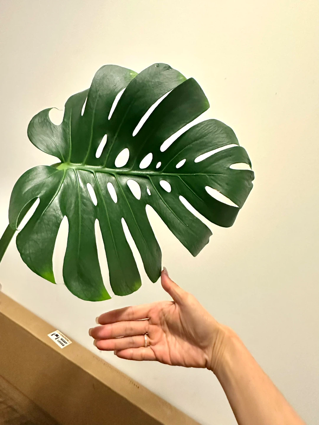 Monstera Deliciosa Plant in Textured Pot - photo 5