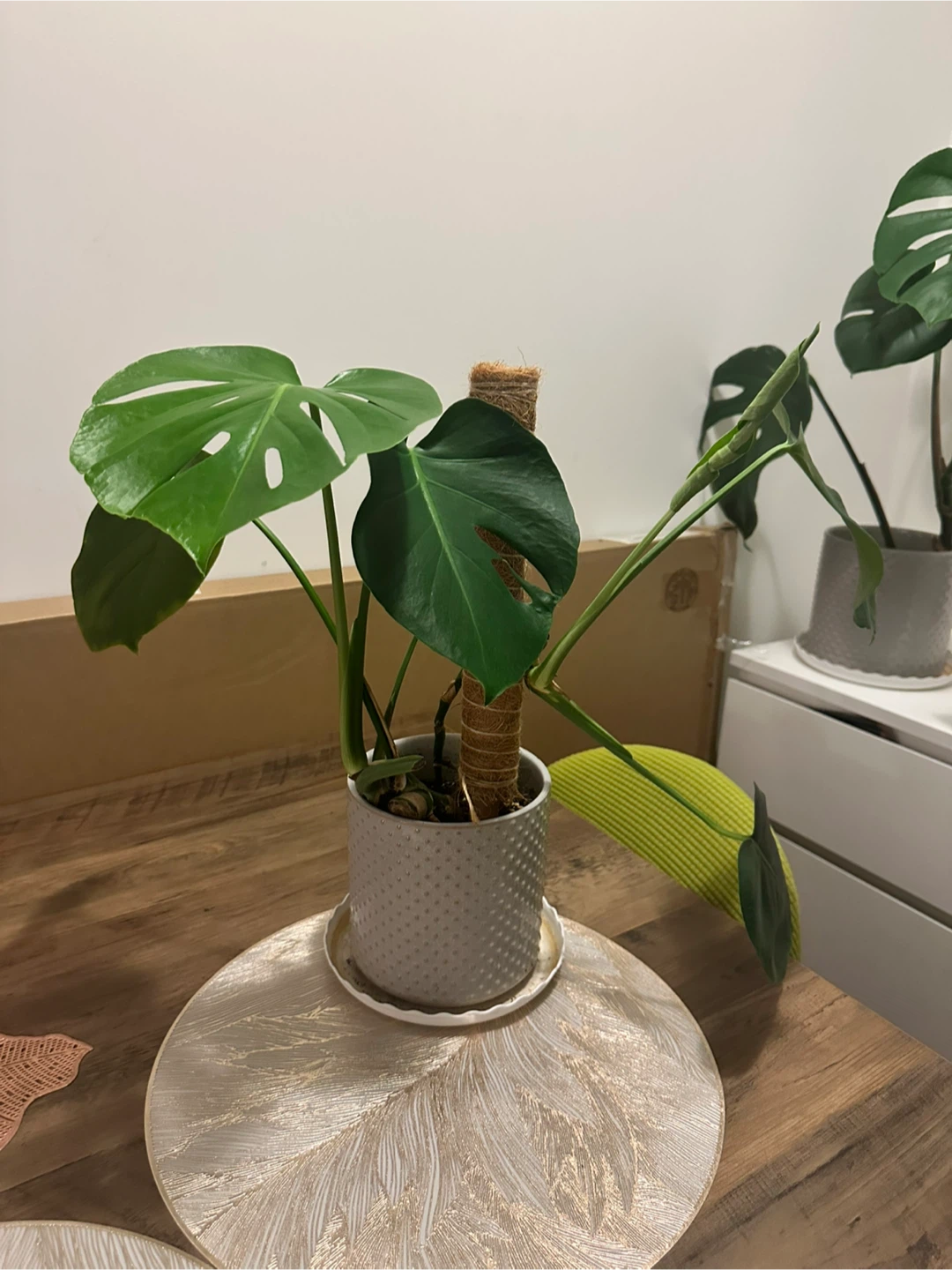 Monstera Deliciosa Plant in Textured Pot