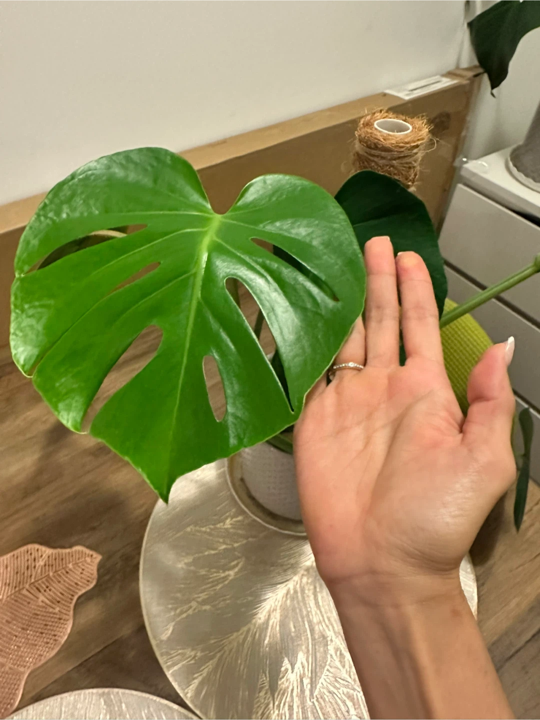 Monstera Deliciosa Plant in Textured Pot - photo 2