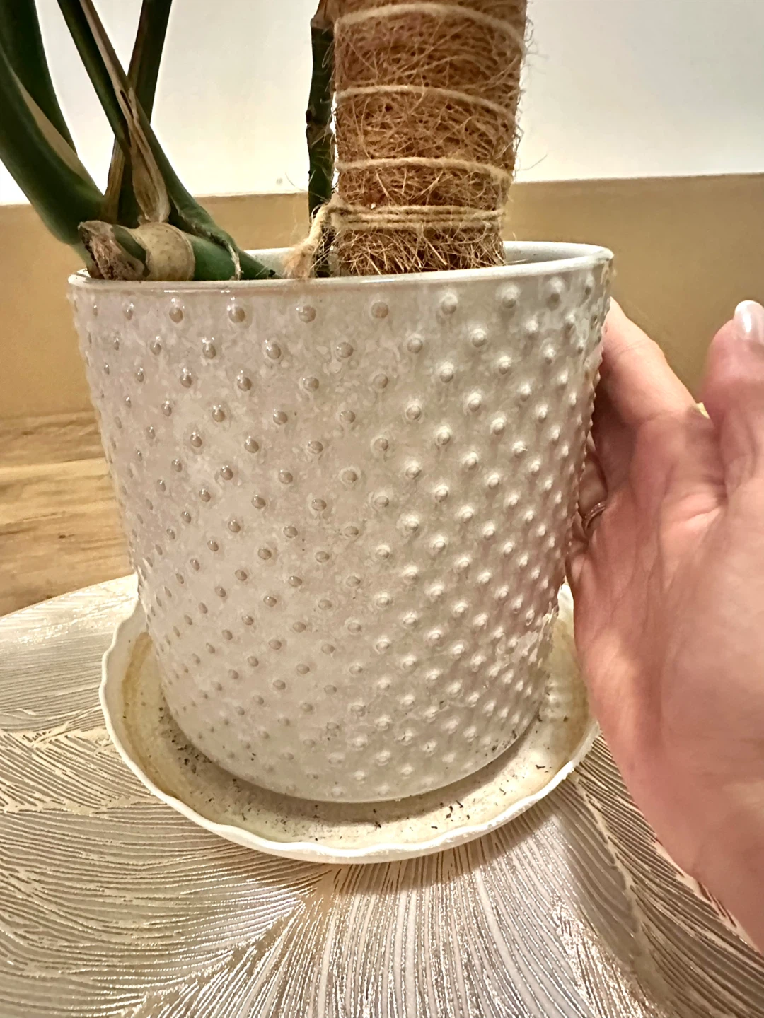 Monstera Deliciosa Plant in Textured Pot - photo 4