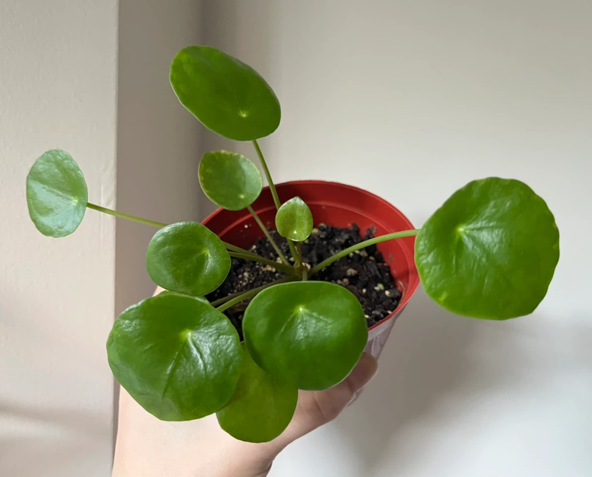 Pilea peperomioides plant