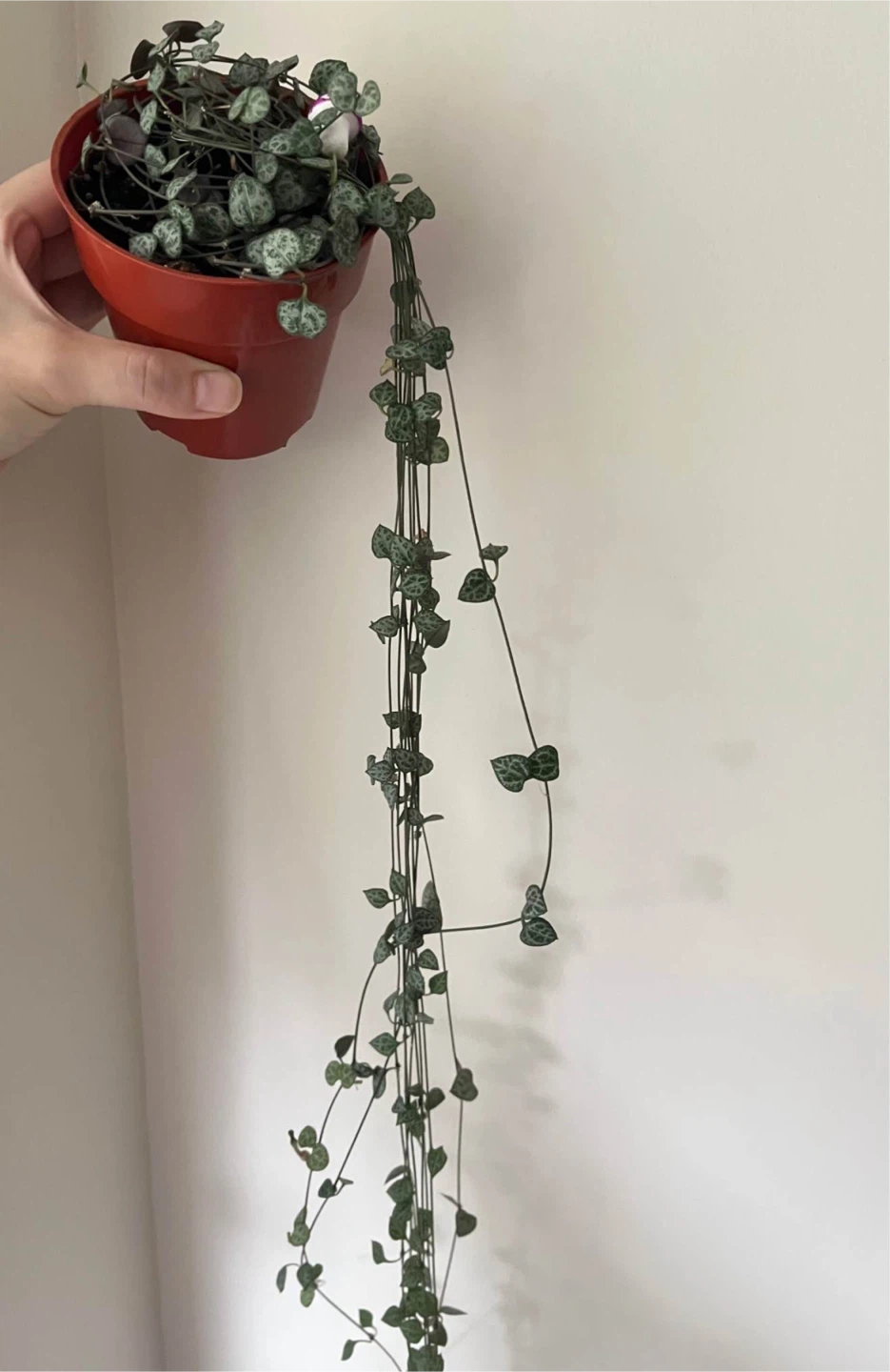 String of Hearts Plant