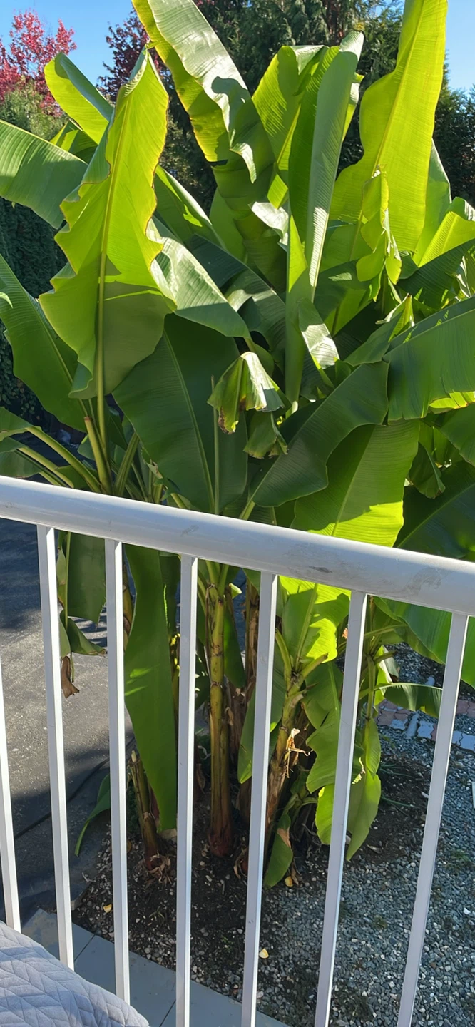 Large Banana leaves cut and on ground
