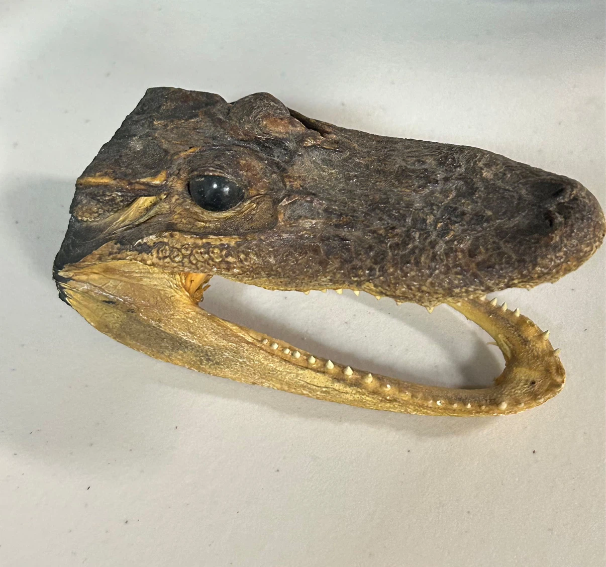 Preserved Alligator Head