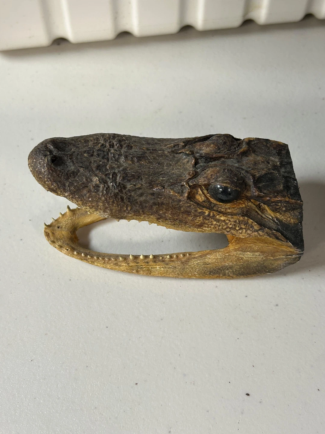 Preserved Alligator Head - photo 2