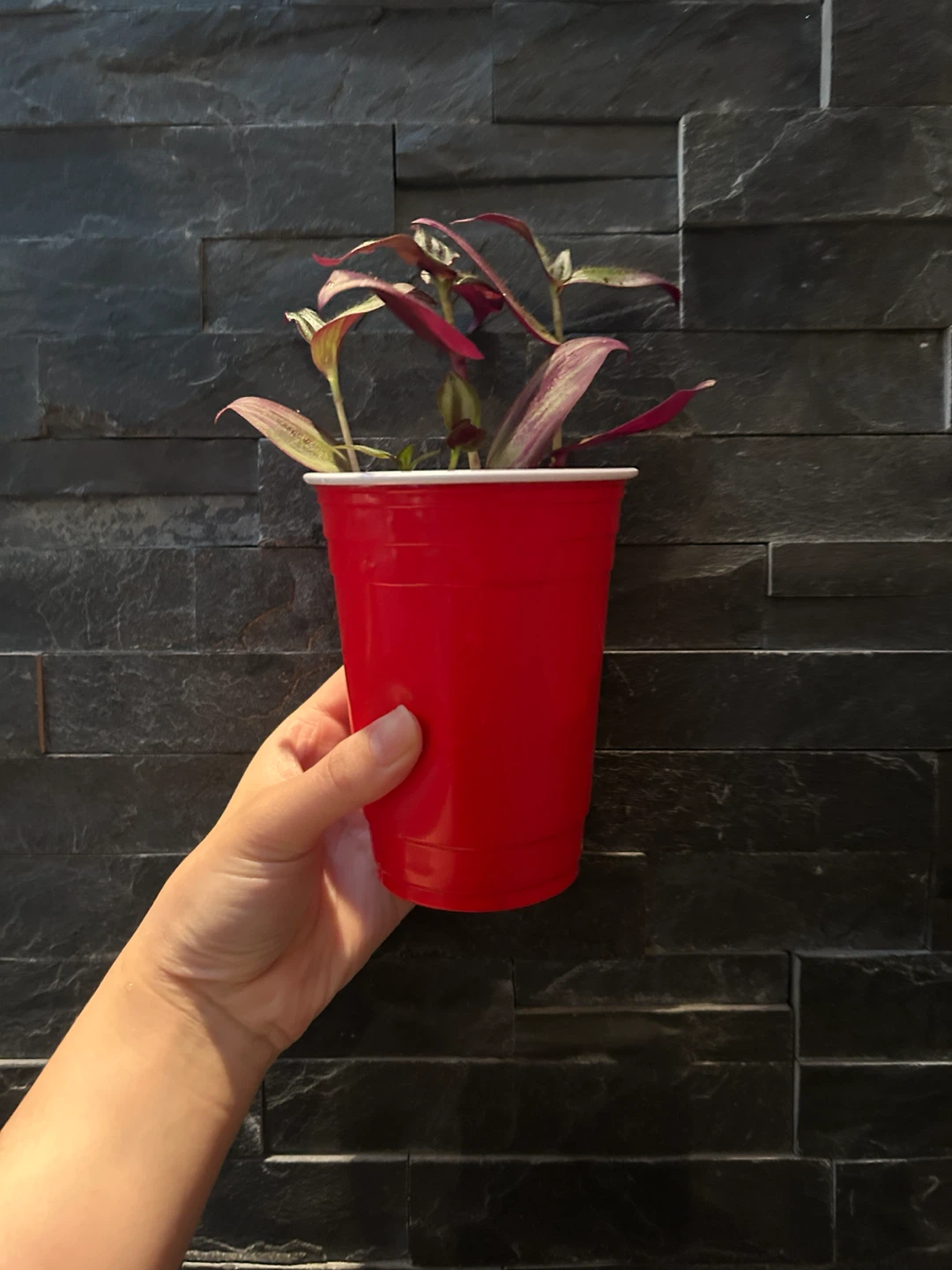 Tradescantia Zebrina Wandering Dude Plant