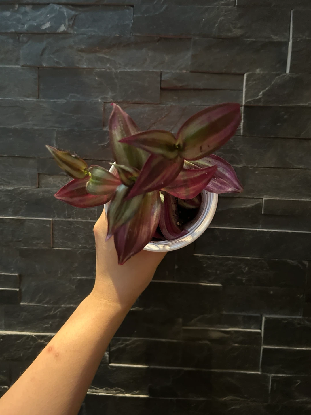 Tradescantia Zebrina Wandering Dude Plant - photo 2