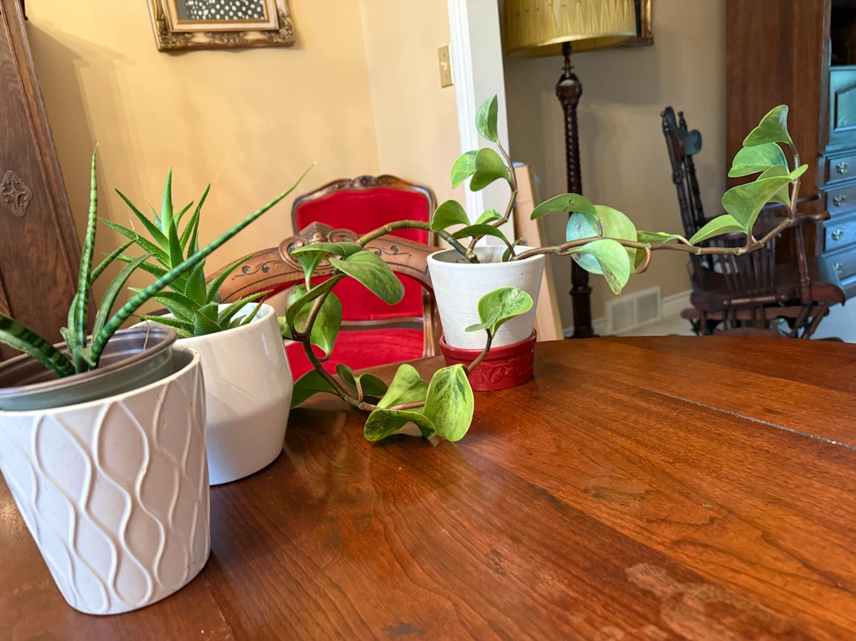 Three Potted Houseplants
