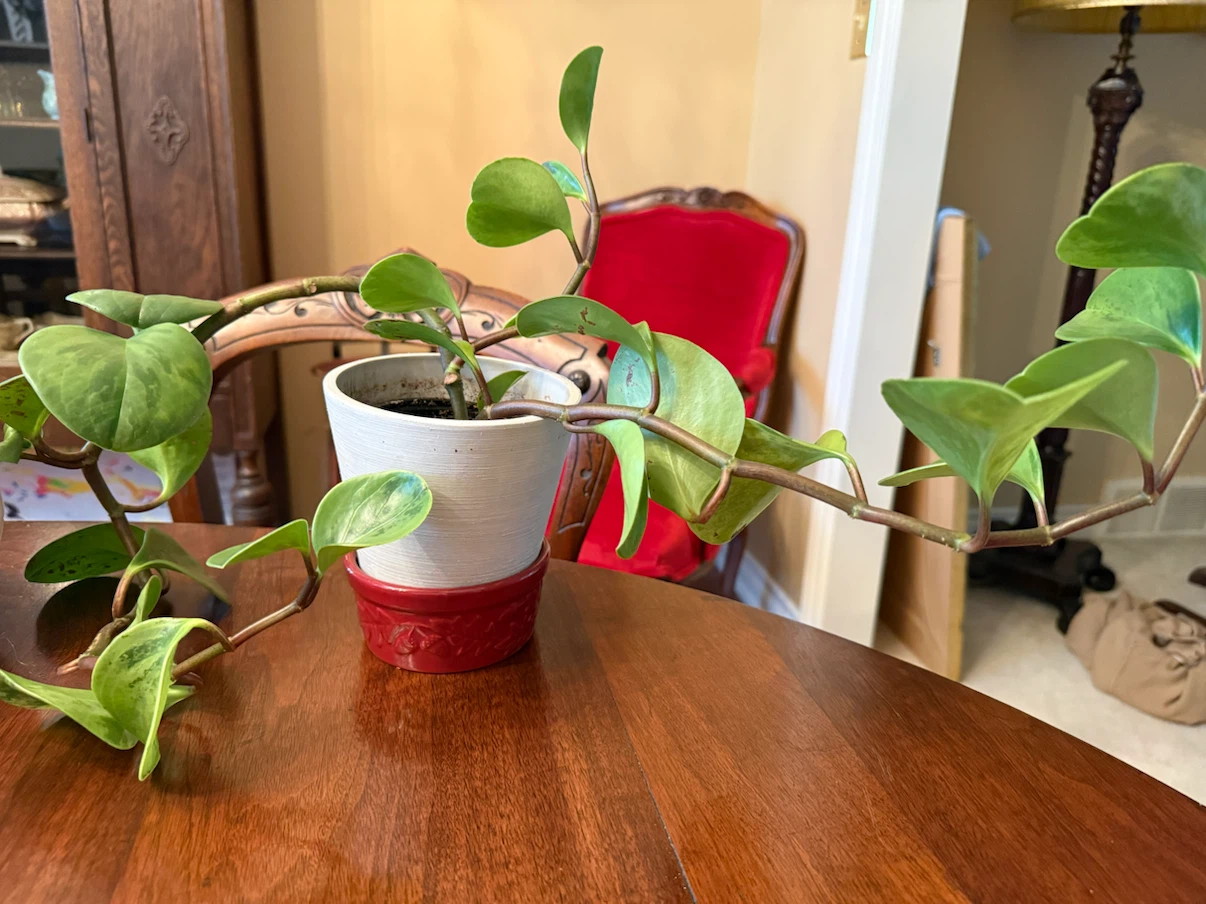 Three Potted Houseplants - photo 2