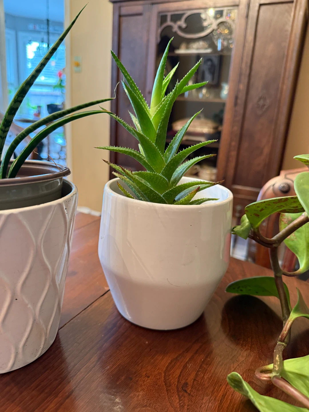 Three Potted Houseplants - photo 3