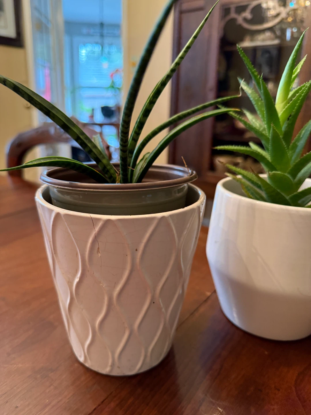 Three Potted Houseplants - photo 4