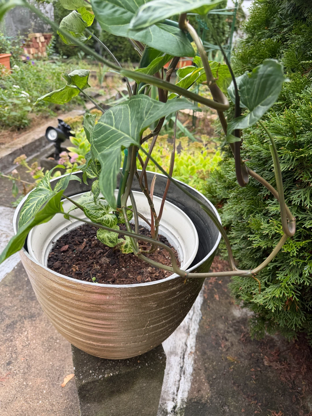 34” Tall Syngonium Arrowhead Plant