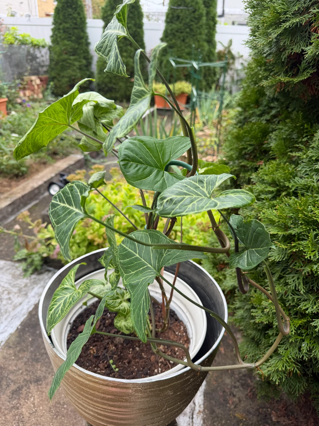 34” Tall Syngonium Arrowhead Plant - photo 2