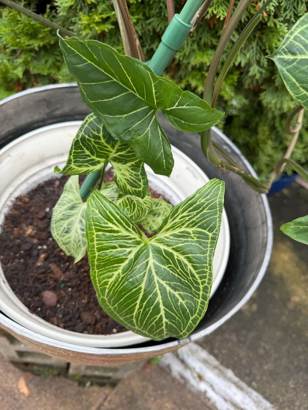 34” Tall Syngonium Arrowhead Plant - photo 3