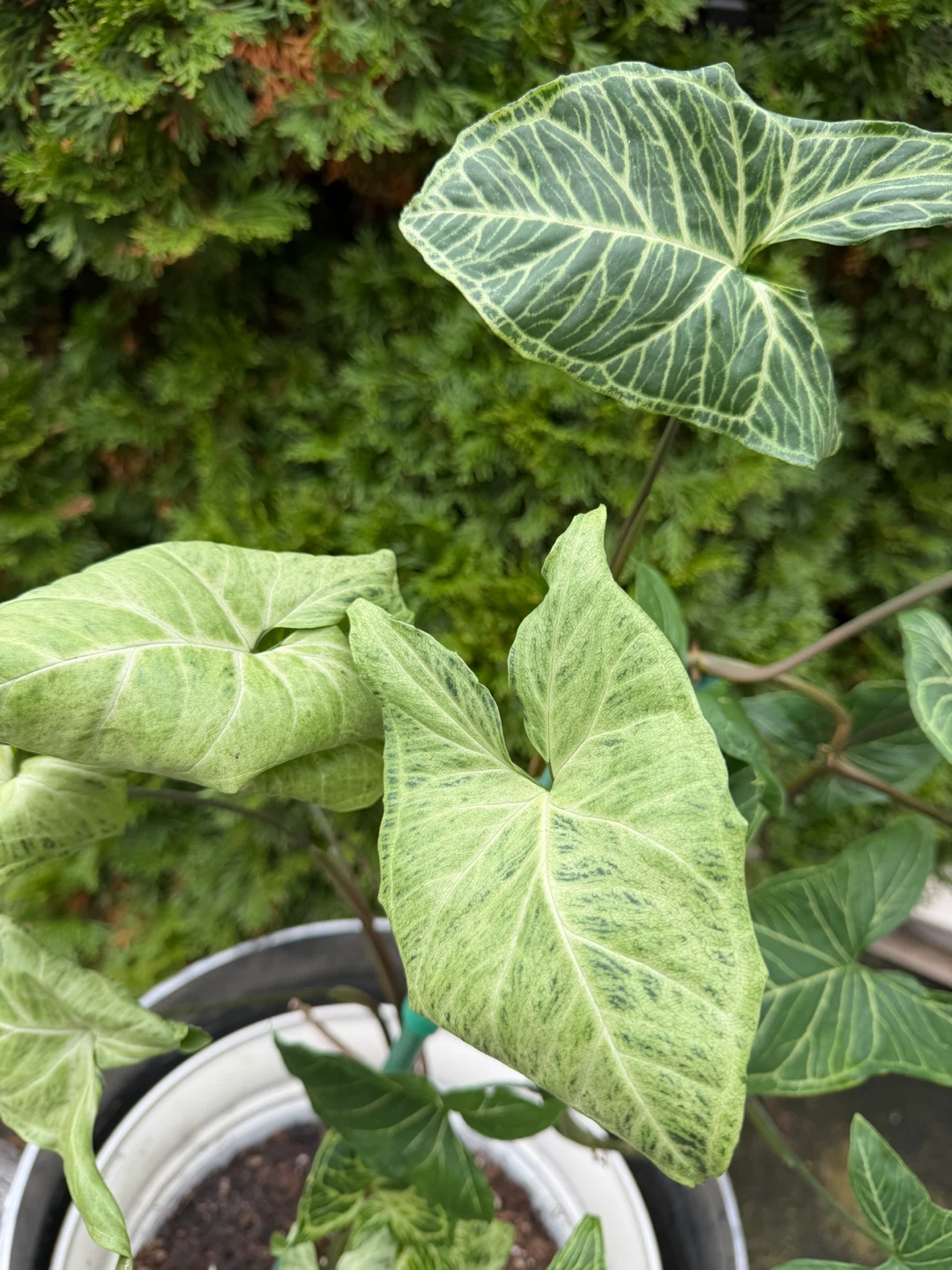 34” Tall Syngonium Arrowhead Plant - photo 4