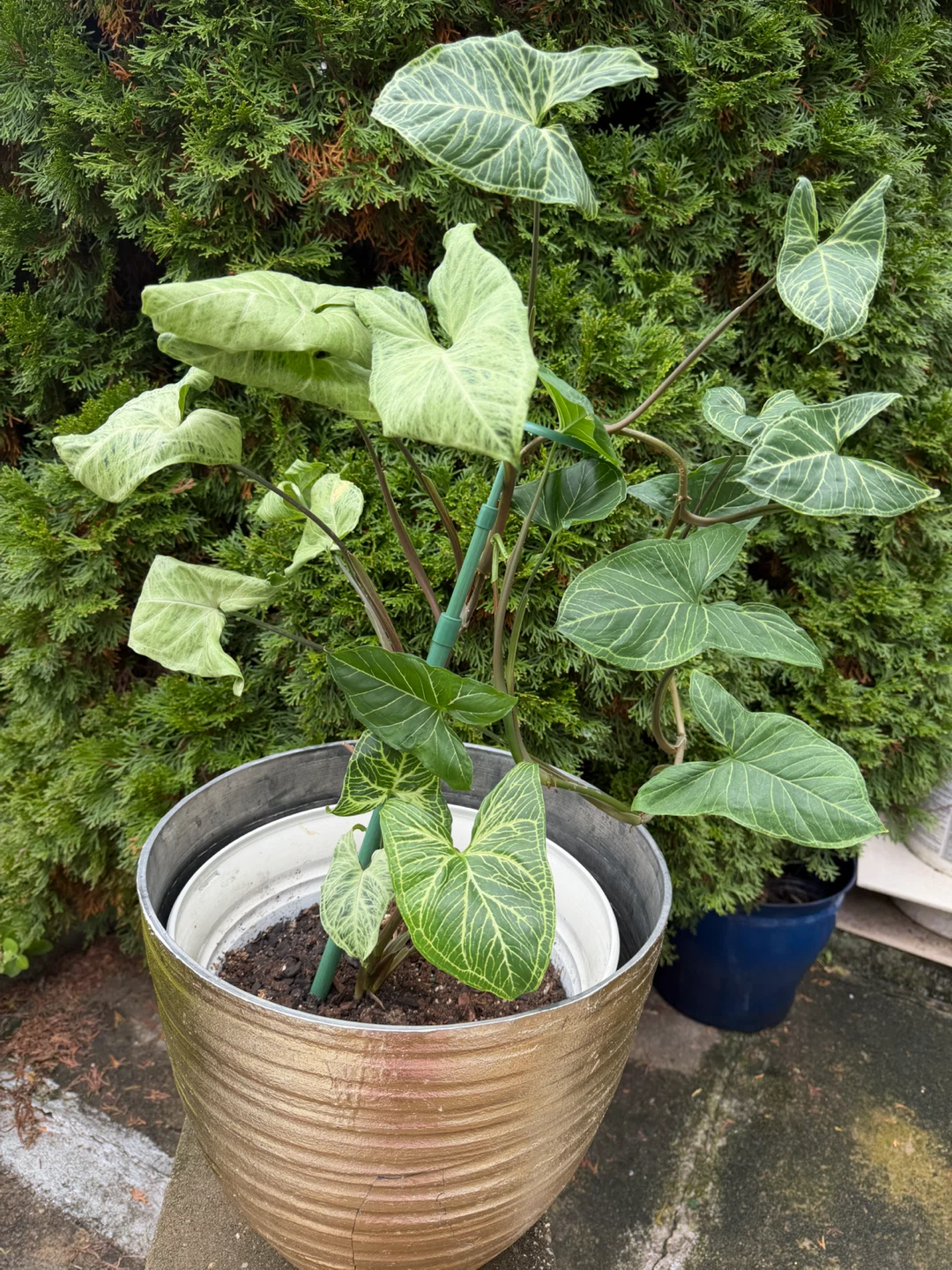 34” Tall Syngonium Arrowhead Plant - photo 5