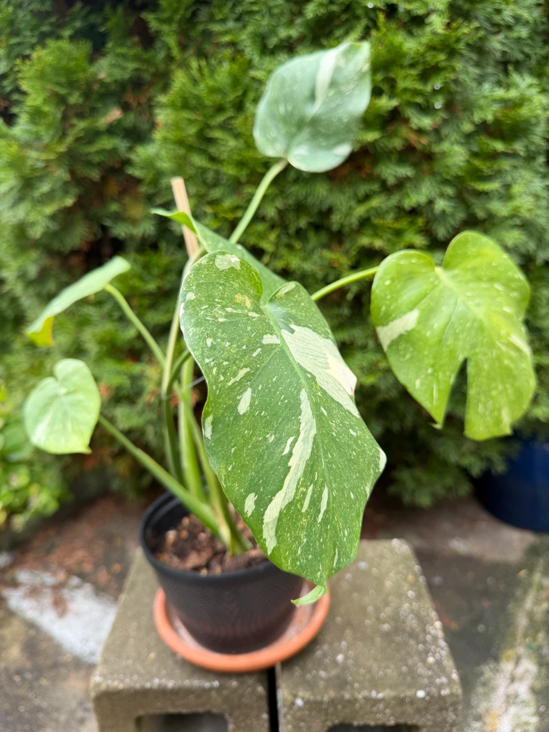 20” tall Monstera Thai Constellation in a nice pot