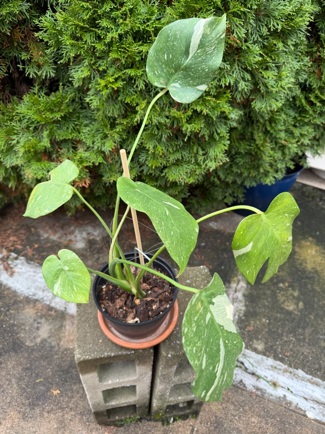 20” tall Monstera Thai Constellation in a nice pot - photo 2