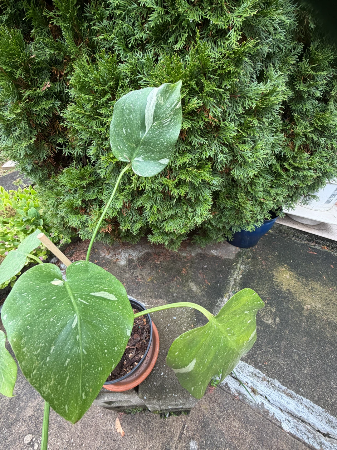 20” tall Monstera Thai Constellation in a nice pot - photo 3