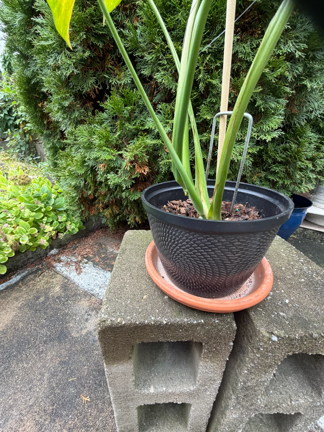 20” tall Monstera Thai Constellation in a nice pot - photo 4
